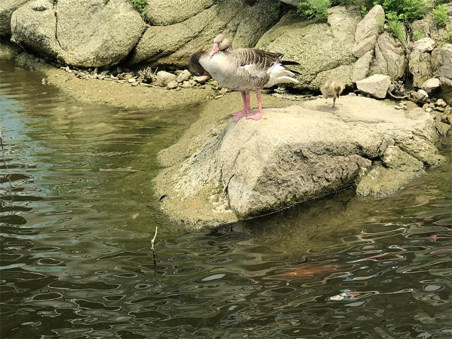 天鵝湖風(fēng)景區(qū)（泰山）速覽！(圖15)